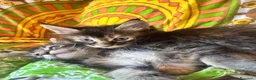 Maine Coon gatti in vendita: MAINE COON SHADED PREGIATI cuccioli  - Annuncio 6