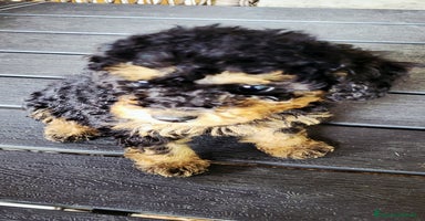 Barboncino cani a Città metropolitana di Milano - Annuncio 15
