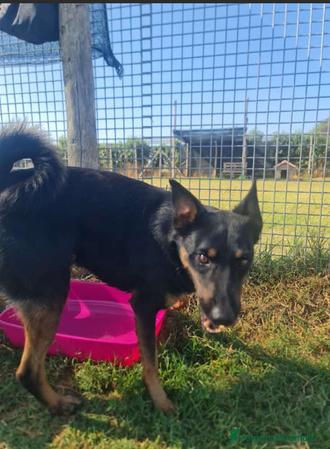 Meticcio cani in regalo: Up, simpaticissimo simil pincher  a Provincia di Latina - Immagine 6