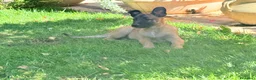 Pastore Belga cani in vendita: Pastore belga  - Annuncio 3