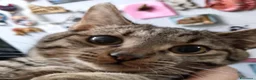 Europeo gatti in regalo: TIGRO, dolce gattino in adozione! - Annuncio 5