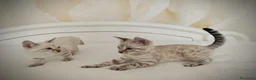 Bengala gatti in vendita: Cuccioli Bengala Snow a Provincia di Varese - Annuncio 4