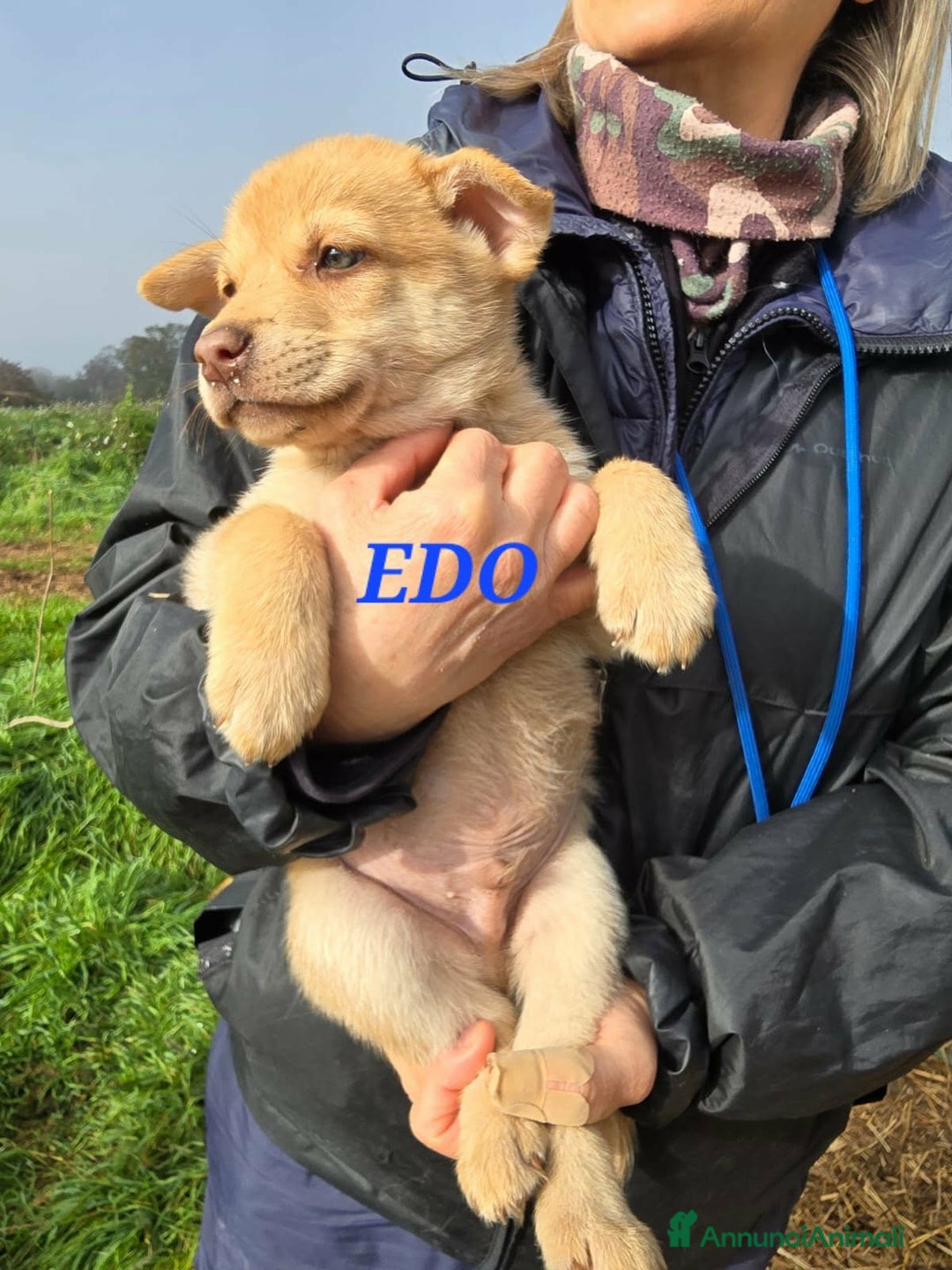 Meticcio cani in regalo: Edo dolce cucciolo in attesa di una famiglia - Annuncio 1