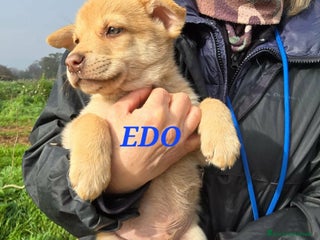 Meticcio cani Edo dolce cucciolo in attesa di una famiglia - Annuncio 7