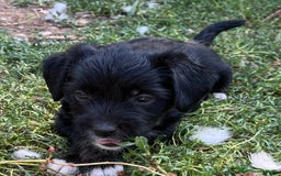 Altre razze cani in regalo: cuccioli incroccio pincher a Provincia di Sassari - Immagine 5