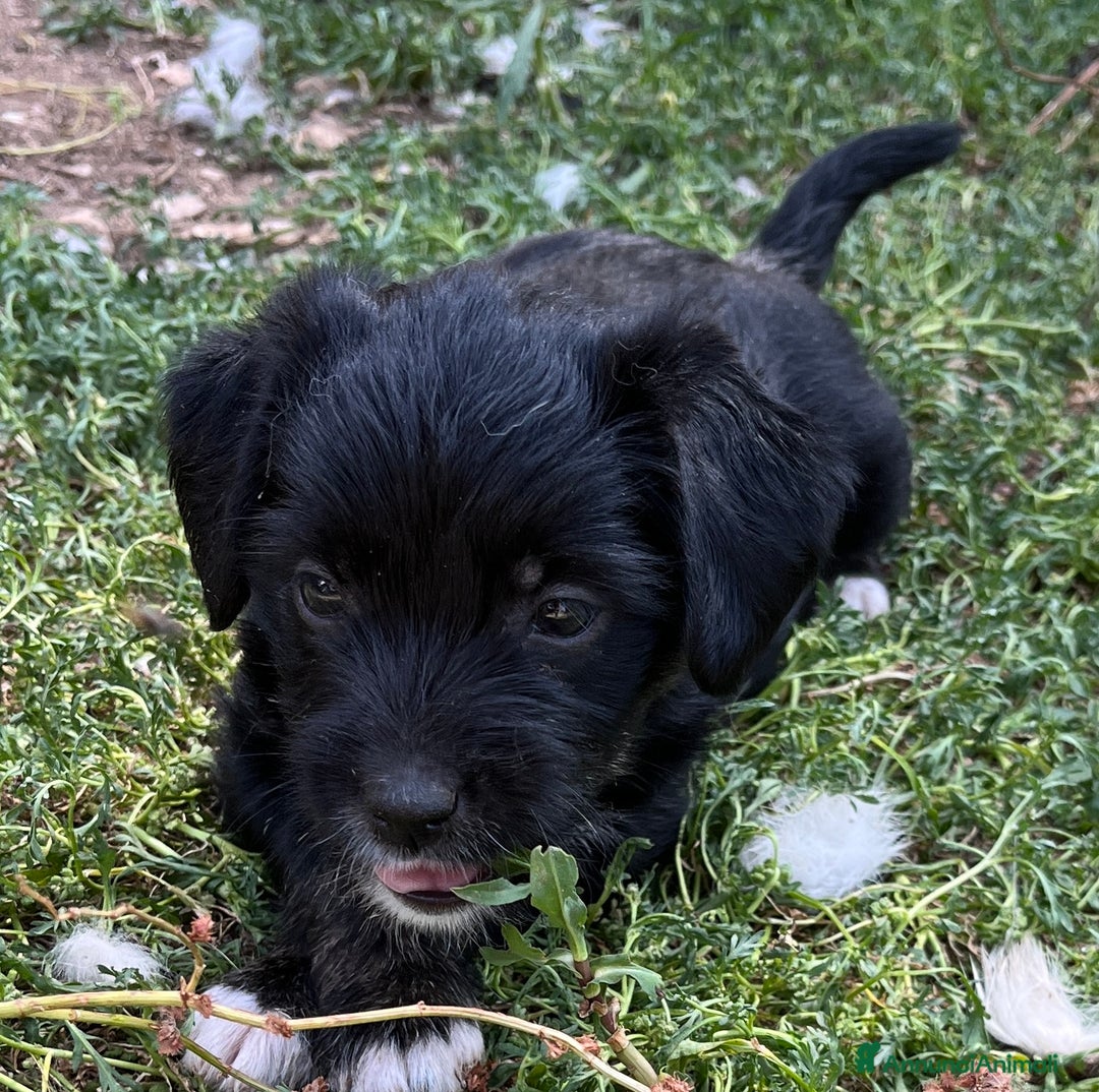 Altre razze cani in regalo: cuccioli incroccio pincher a Provincia di Sassari - Immagine 5