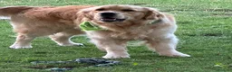 Golden Retriever cani in vendita: Cuccioli golden retriever  a Provincia di Bergamo - Annuncio 5