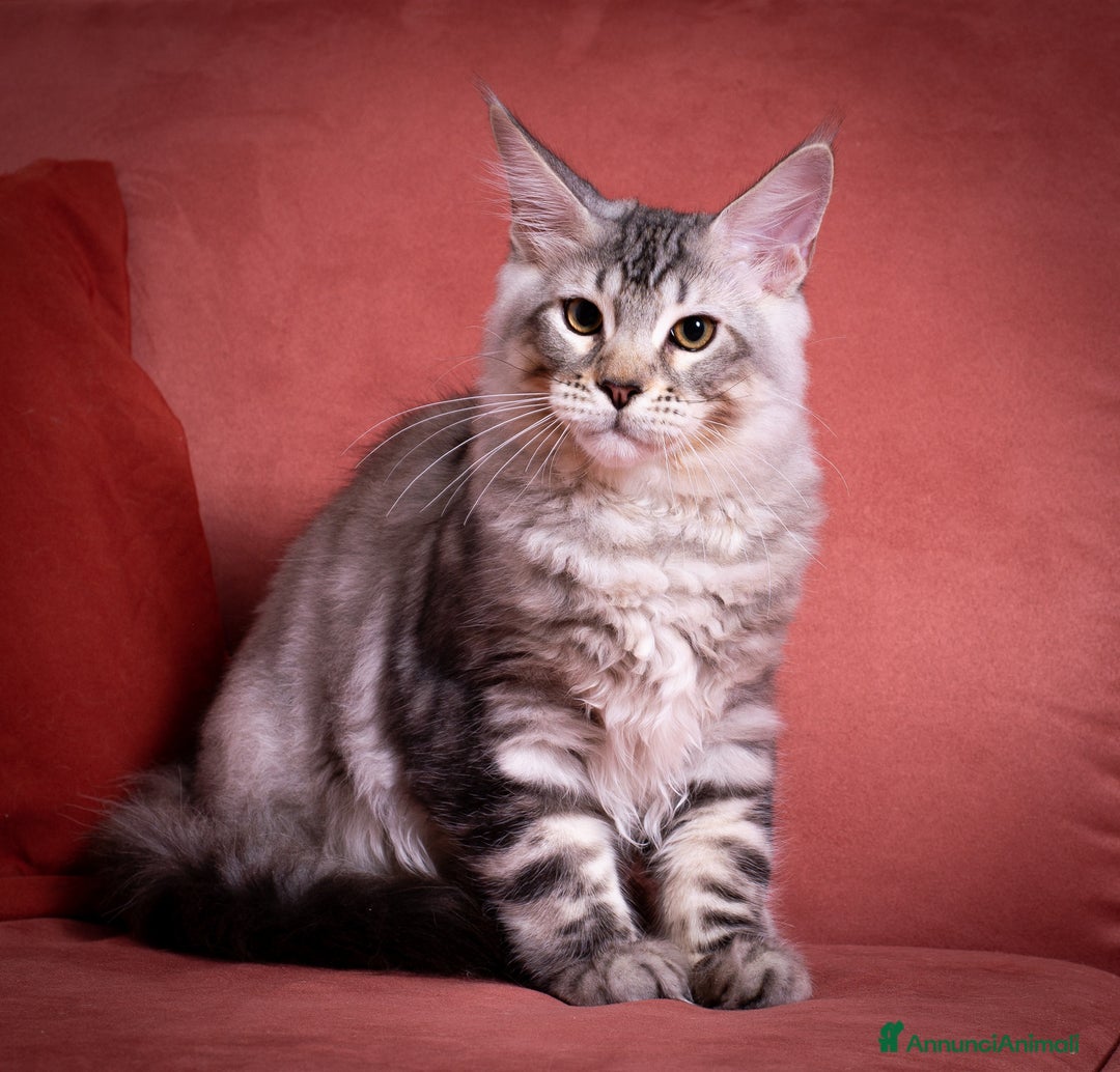 Maine Coon gatti in vendita: Gattino bellissimo da allevamento Mainemarie - Annuncio 2