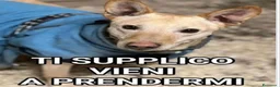 Meticcio cani in regalo: Teo 5anni tg media contenuta rimasto solo.MANTOVA - Annuncio 1