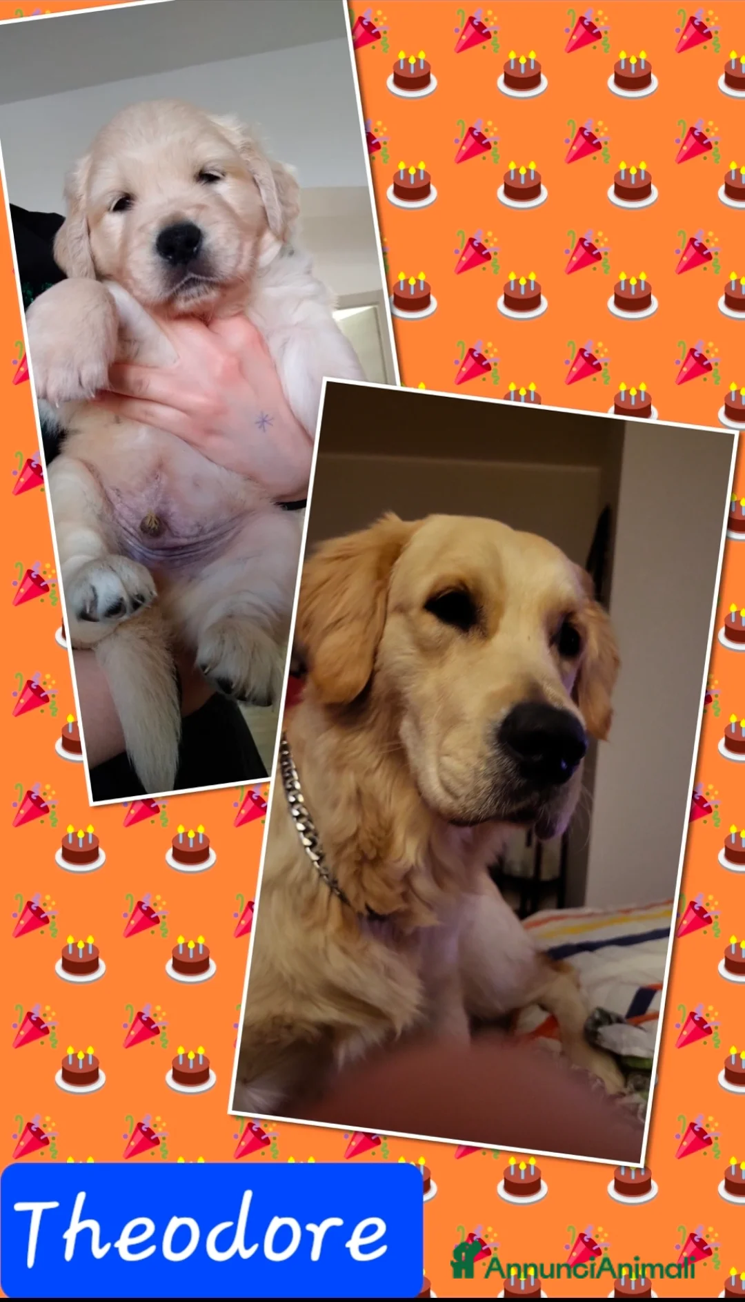 Golden Retriever cani in vendita: Splendidi cuccioli di Golden Retriever  a Provincia di Foggia - Annuncio 5