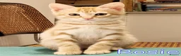 Europeo gatti in regalo: CERCASI CASA PER LA PICCOLA  ROSIE! - Annuncio 2
