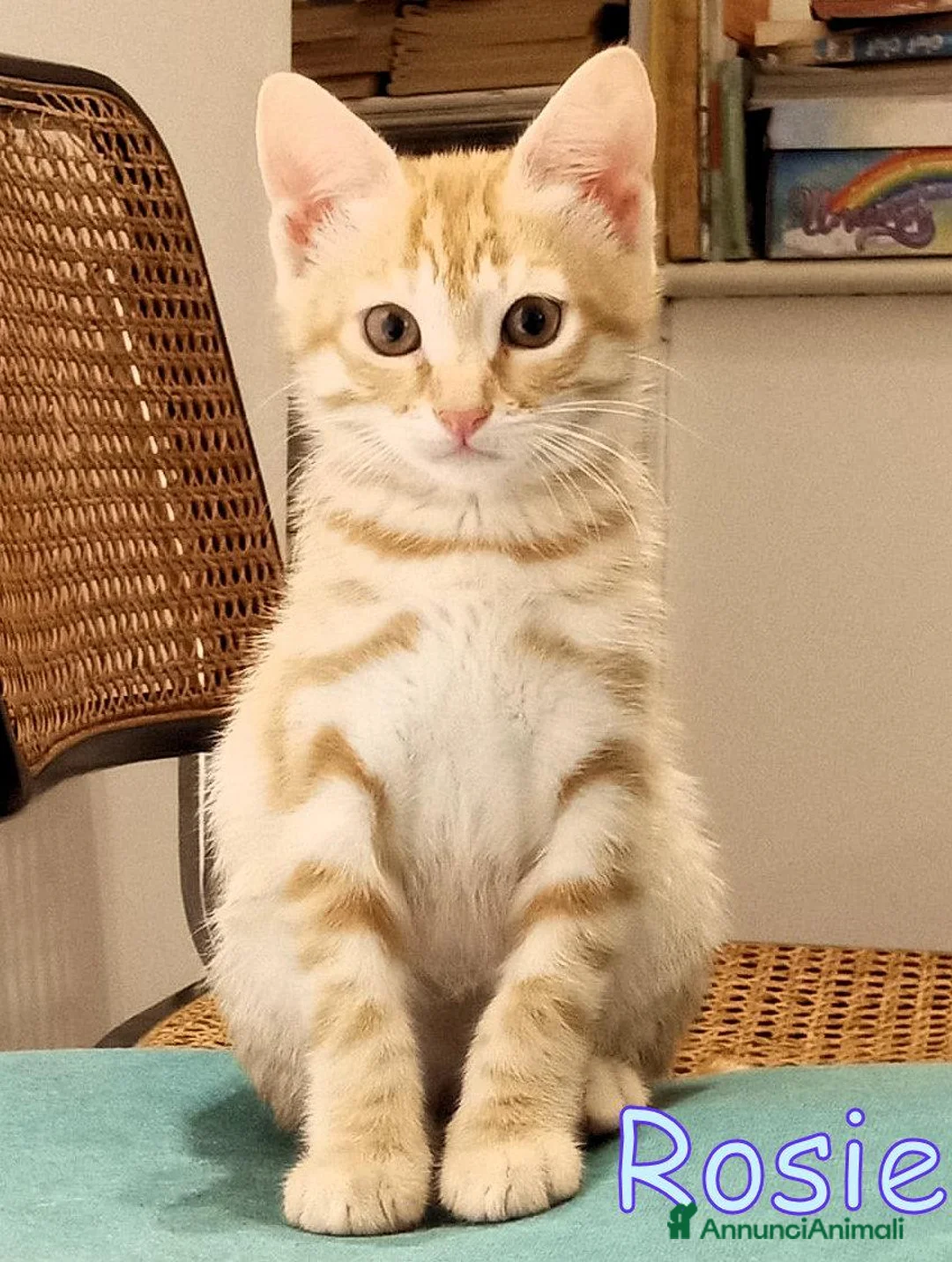 Europeo gatti in regalo: CERCASI CASA PER LA PICCOLA  ROSIE! - Annuncio 2