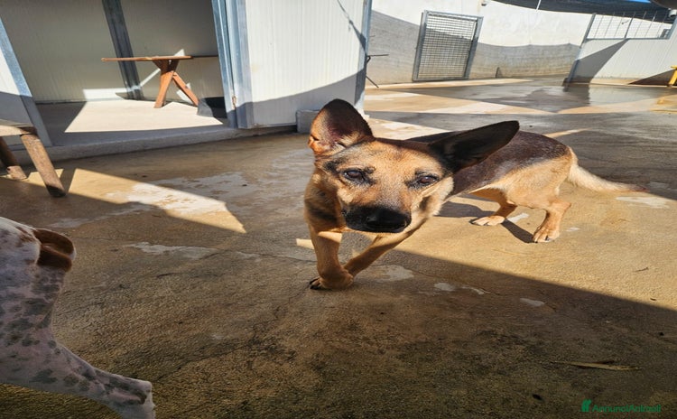 Meticcio cani - Annuncio 5