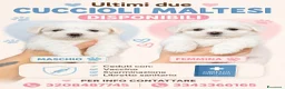Maltese cani in vendita: Cuccioli di Maltese a Provincia di Frosinone - Annuncio 2