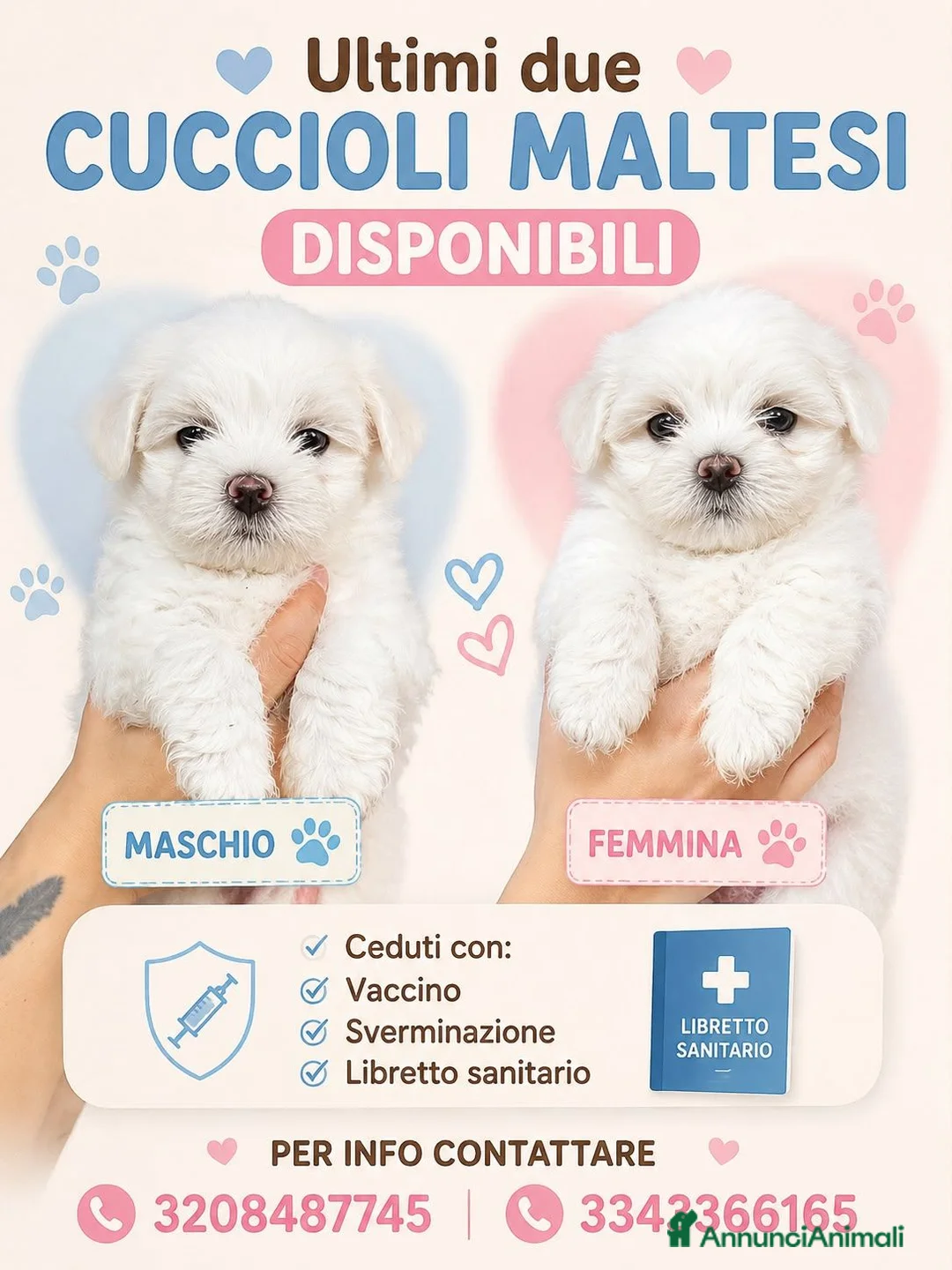Maltese cani in vendita: Cuccioli di Maltese a Provincia di Frosinone - Annuncio 2