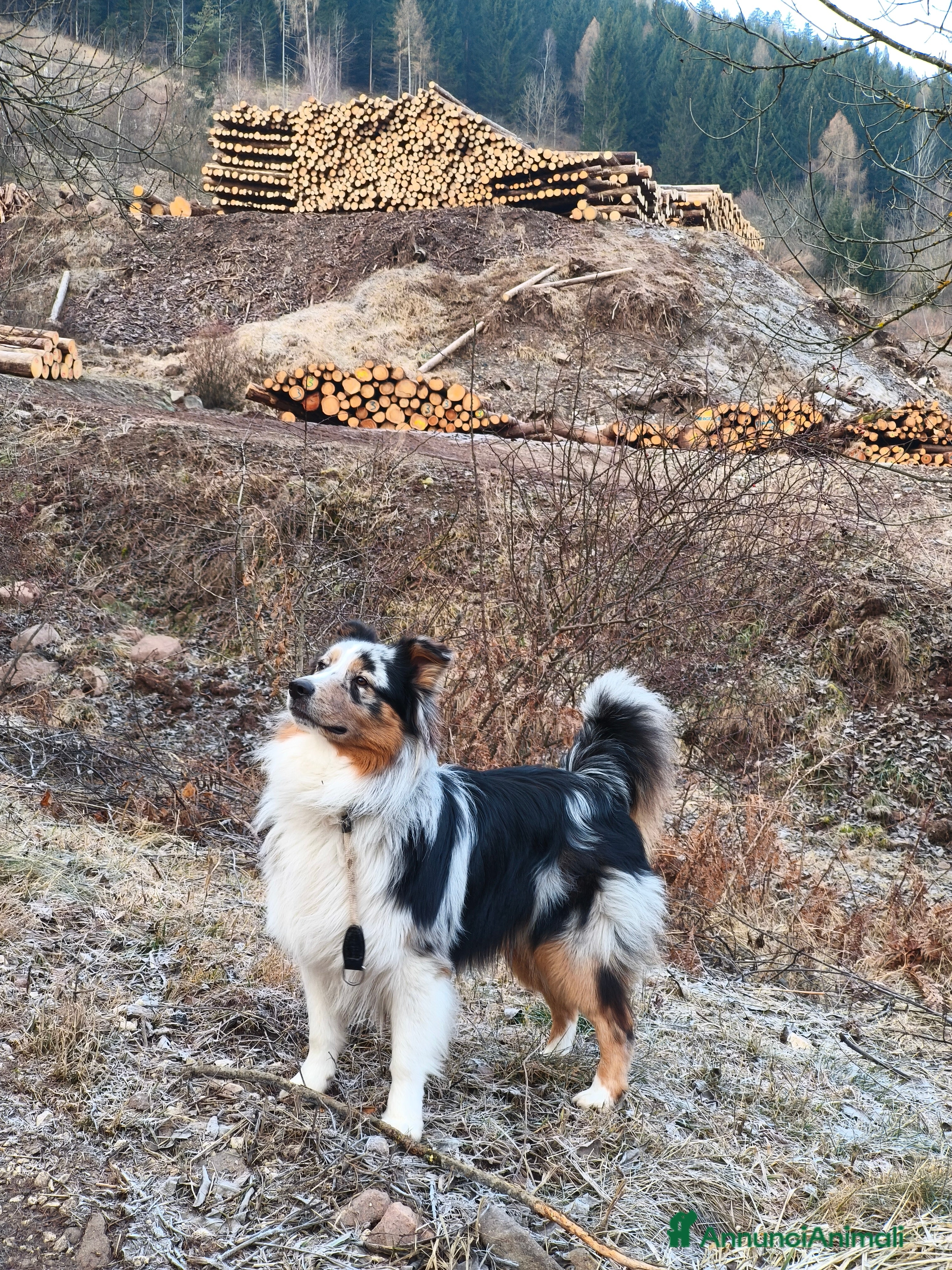 Australian Shepherd cani Floki cerca fidanzata  - Annuncio 2