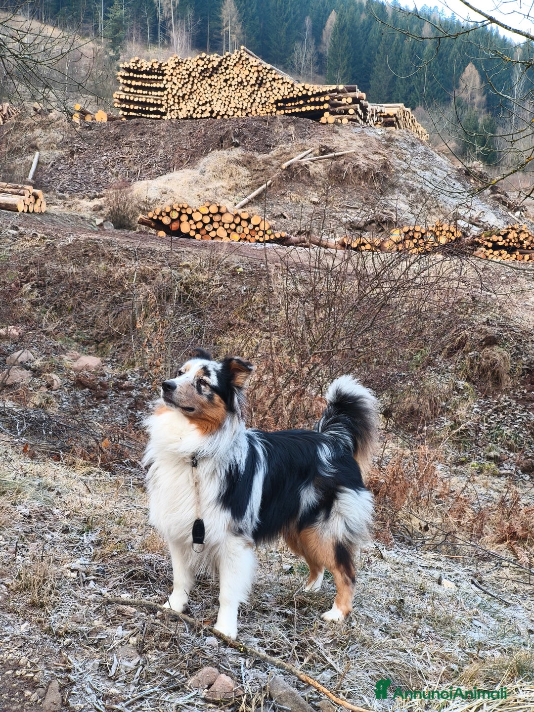Australian Shepherd cani per accoppiamento: Floki cerca fidanzata  - Annuncio 1