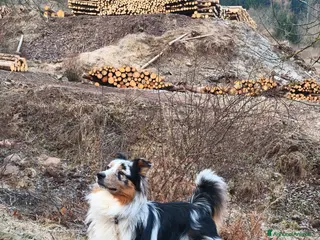Australian Shepherd cani Floki cerca fidanzata - Annuncio 20