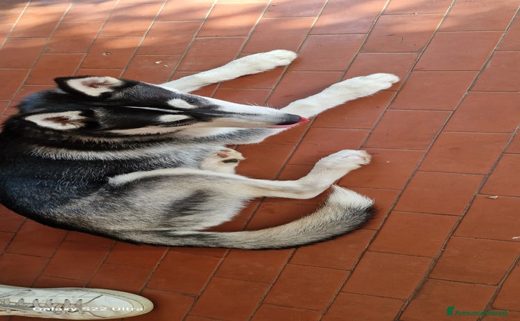 Alaskan Malamute cani a Provincia di Terni - Annuncio 9