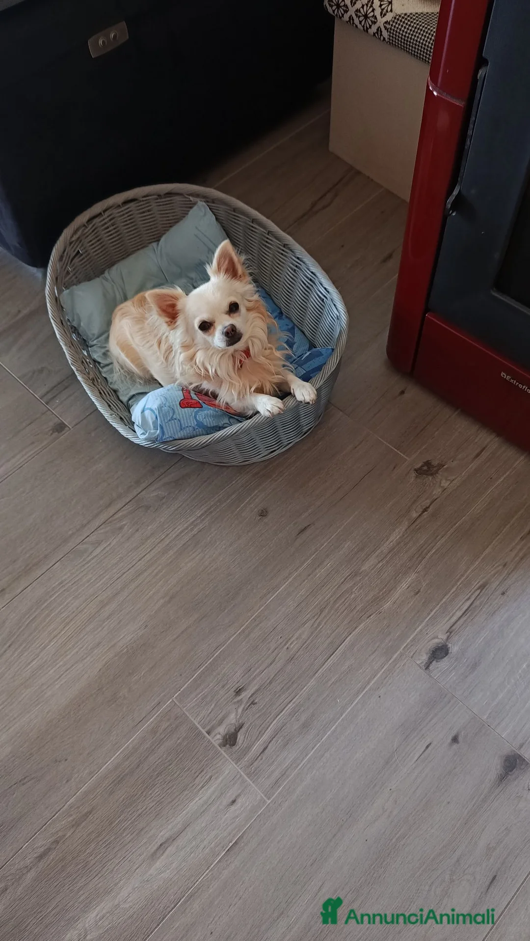 Chihuahua cani per accoppiamento: Chihuahua disponibile per monta - Annuncio 2