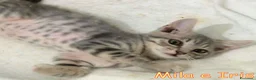 Europeo gatti in regalo: MILA E IRIS GATTINE DI DUE MESI - Annuncio 6