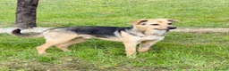 Meticcio cani in regalo: Moka  a Provincia di Lecco - Annuncio 3