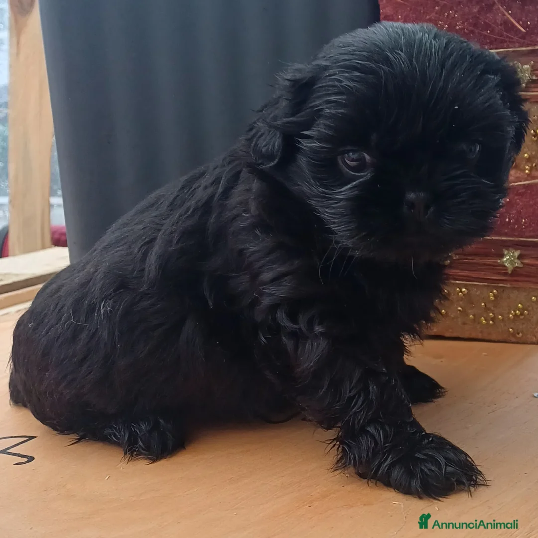 Shih Tzu cani in vendita: Cucciolo shih-tzu shitzu shihtzu con pedegree  - Annuncio 4