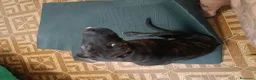 Cane Corso cani in vendita: Cucciola Cane Corso a Provincia di Forlì-Cesena - Annuncio 4