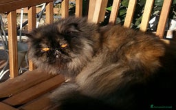 Persiano gatti in vendita: Gatto - Gattino persiano cucciolo maschio  a Provincia di Vercelli - Immagine 6