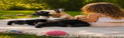 Bulldog Francese cani in vendita: BELLISSIMA CUCCIOLA DI BOULEDOGUE FRANCESE! a Valle d'Aosta - Annuncio 1