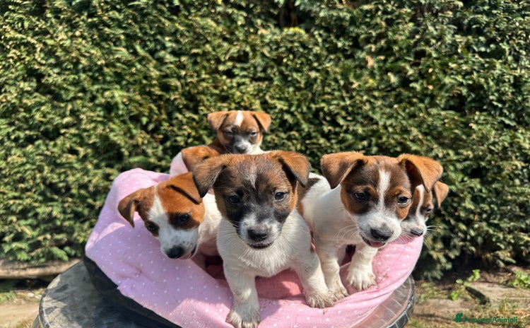 Jack Russell cani a Provincia di Lodi - Annuncio 1