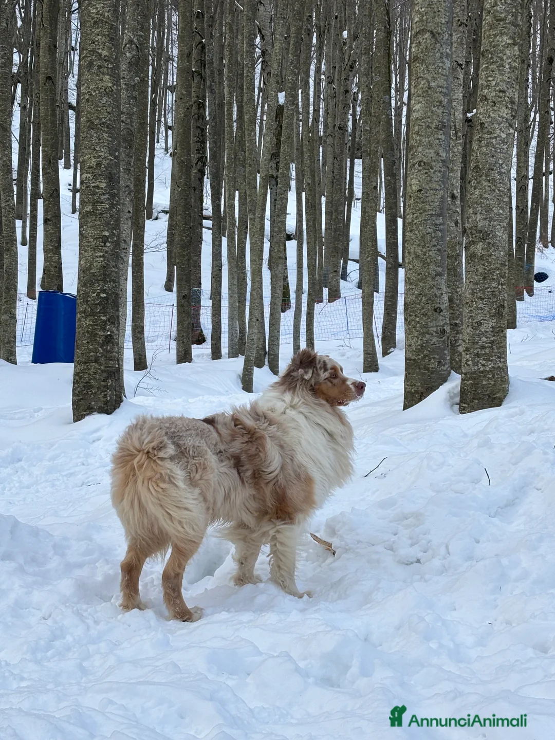 Australian Shepherd cani per accoppiamento: Pastore australiano per monta - Annuncio 7
