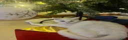Altre razze gatti in regalo: Alaska Gattina bianca  a Provincia di Treviso - Annuncio 2