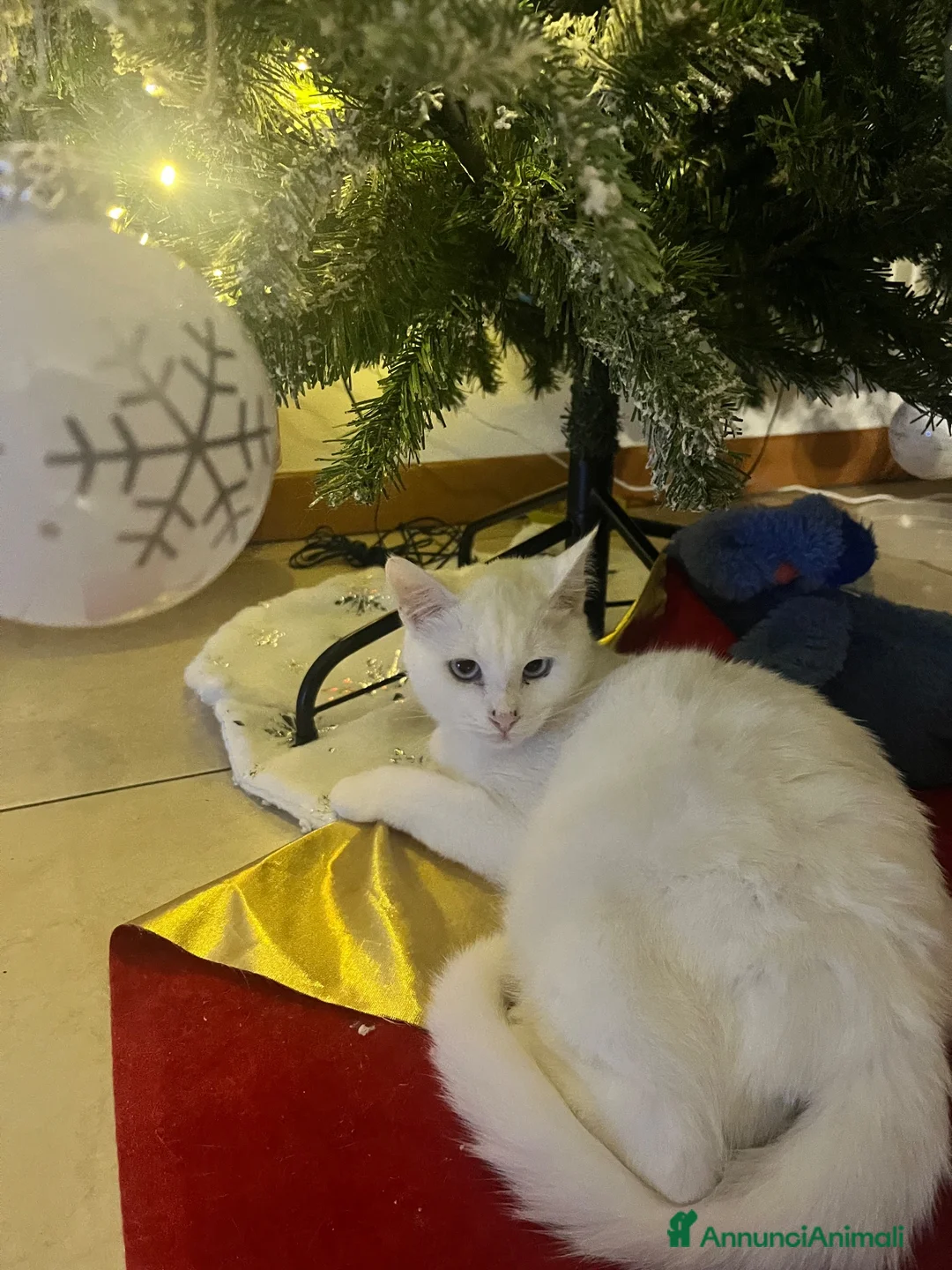 Altre razze gatti in regalo: Alaska Gattina bianca  a Provincia di Treviso - Annuncio 2