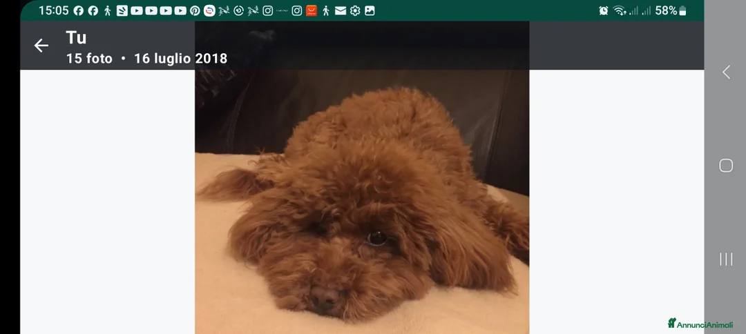 Immagine della galleria {{count}}