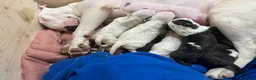 Bull Terrier cani in vendita: ‼️DISPONIBILI CUCCIOLI BULL TERRIER STANDARD ‼️ - Annuncio 3
