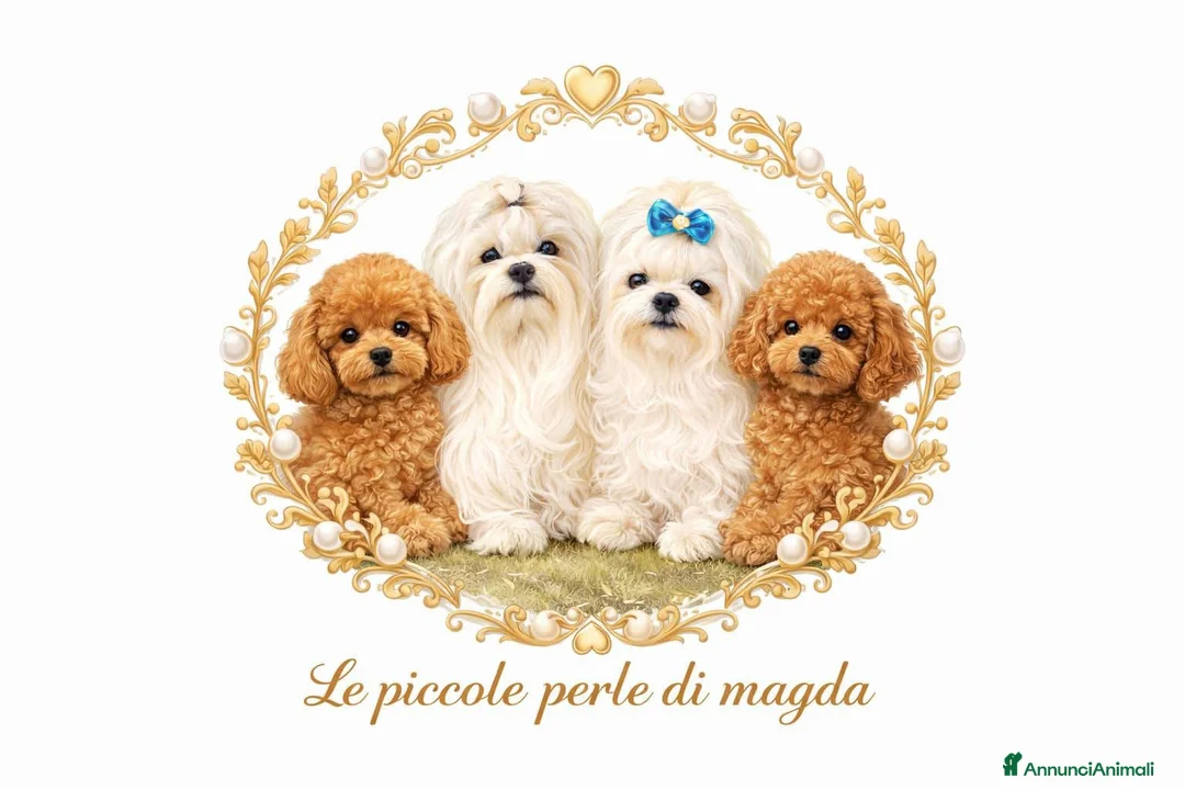 Maltese cani in vendita: Maltese - Annuncio 2