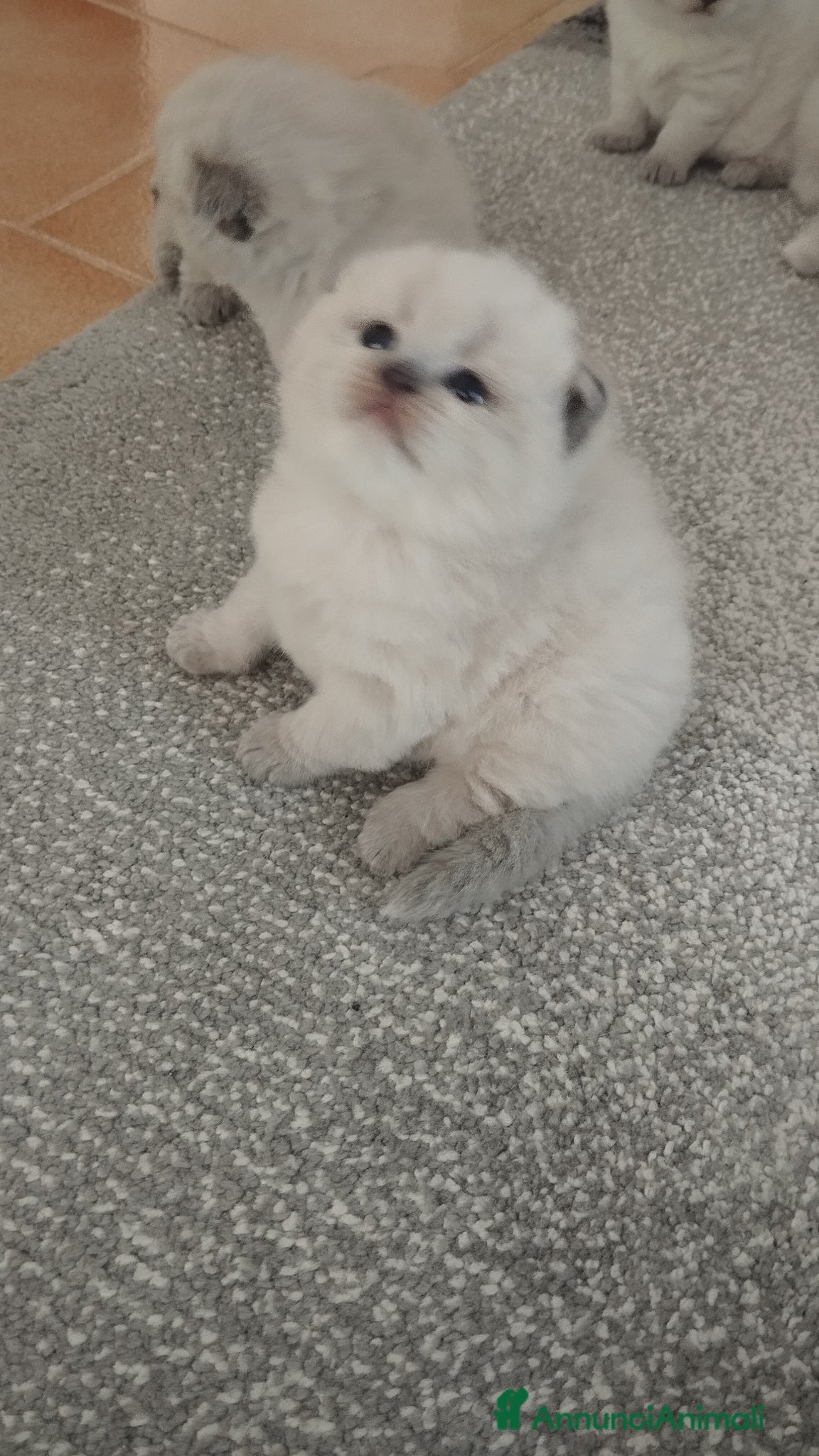 Scottish gatti Cuccioli scottish fold e straight - Annuncio 3