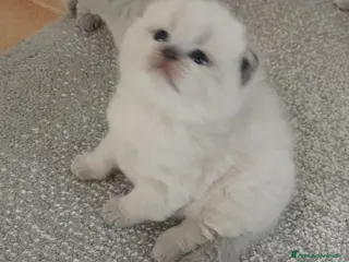 Scottish gatti Cuccioli scottish fold e straight - Annuncio 3