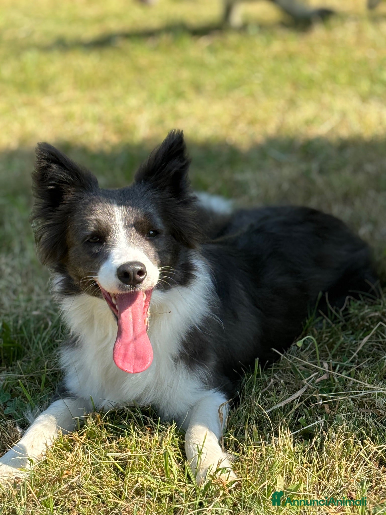 Border Collie cani CICCIOLI DI BORDER COLLIE CON PEDIGREE - Annuncio 1