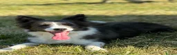 Border Collie cani in vendita: CICCIOLI DI BORDER COLLIE CON PEDIGREE a Città metropolitana di Milano - Annuncio 1