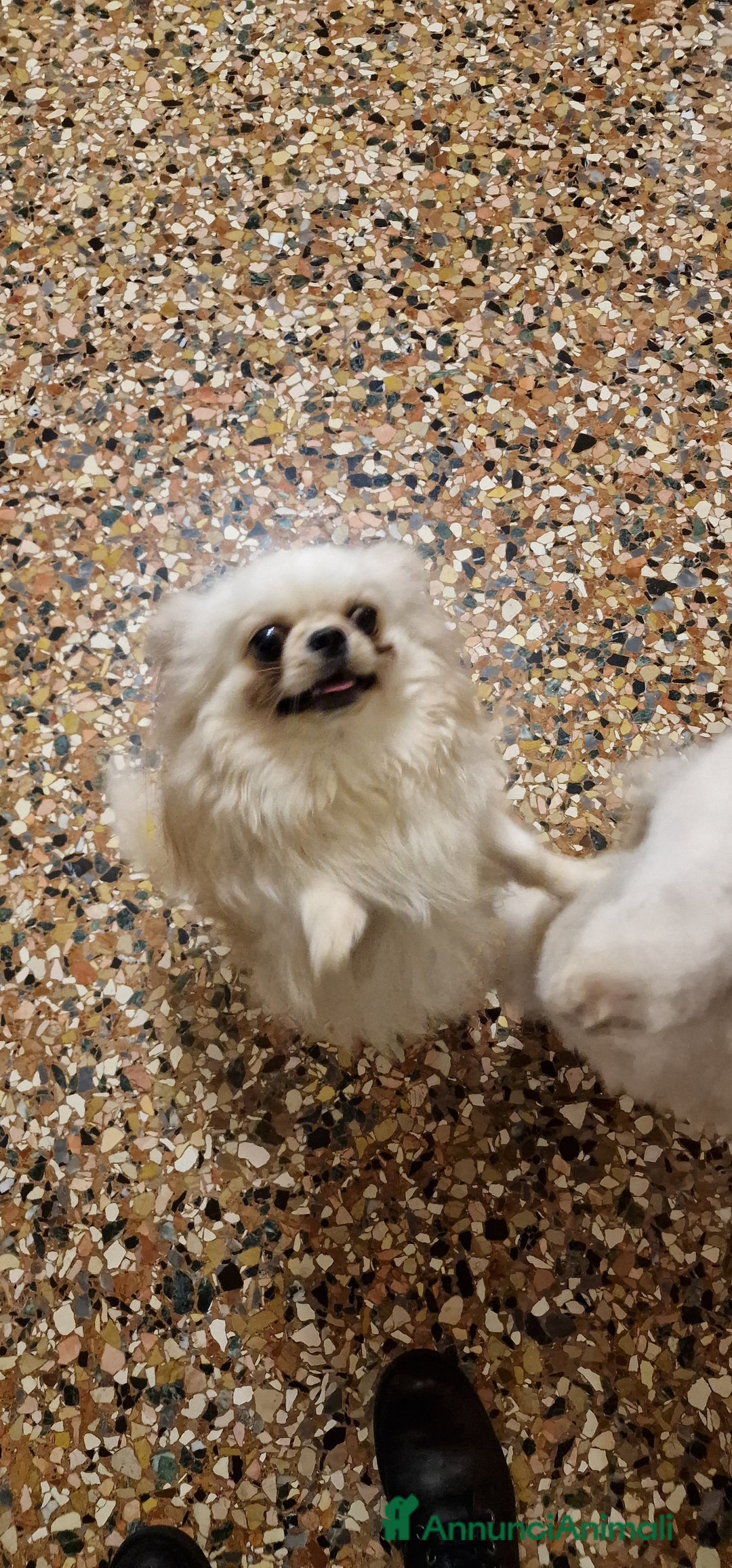 Chihuahua cani in regalo: Chihuahua a pelo lungo in adozione - Annuncio 2