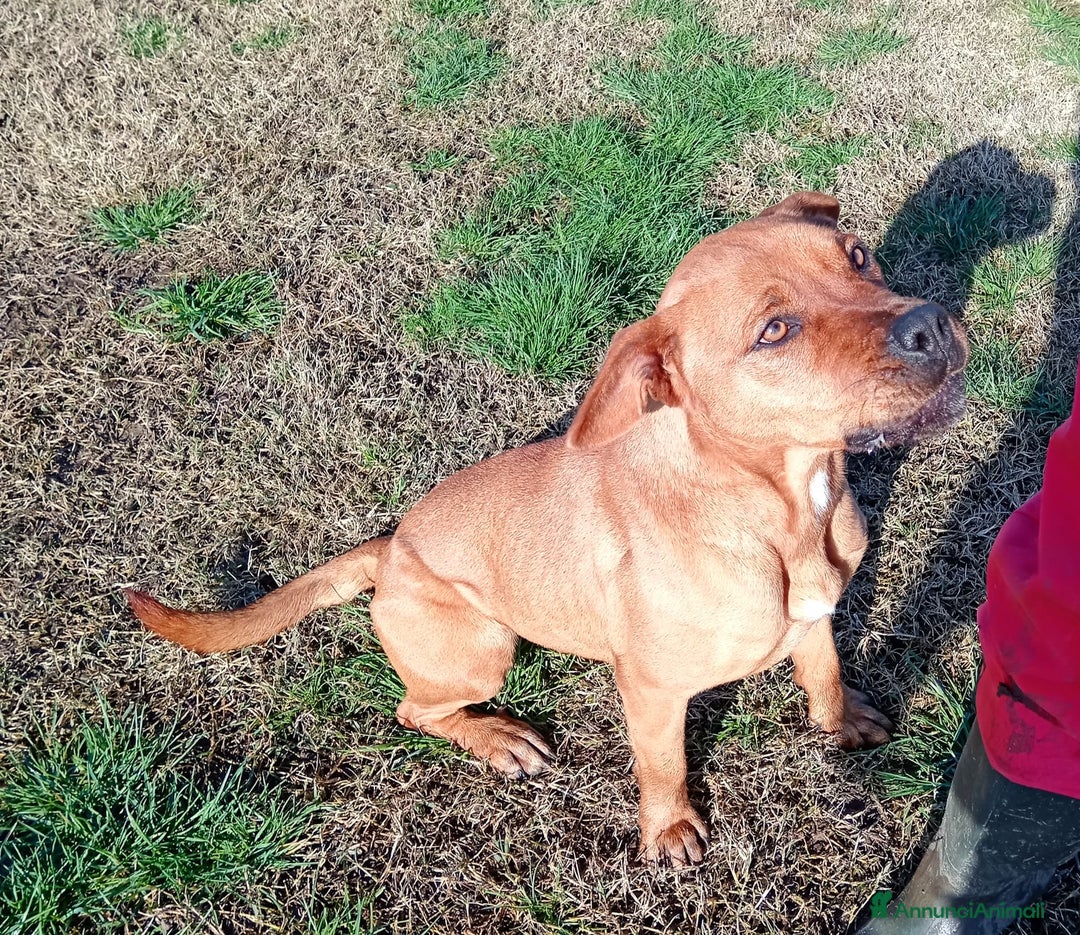 Altre razze cani in regalo: LAYLa, occhi profondi e tristi a Provincia di Latina - Annuncio 6