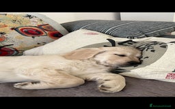 Golden Retriever cani in vendita: Cuccioli di Golden Retriever con pedigree a Provincia di Potenza - Immagine 2