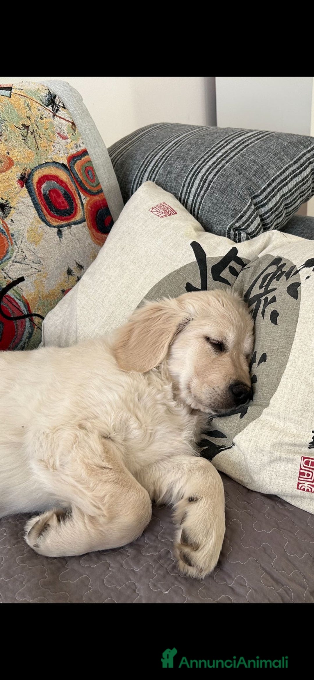 Golden Retriever cani in vendita: Cuccioli di Golden Retriever con pedigree a Provincia di Potenza - Immagine 2