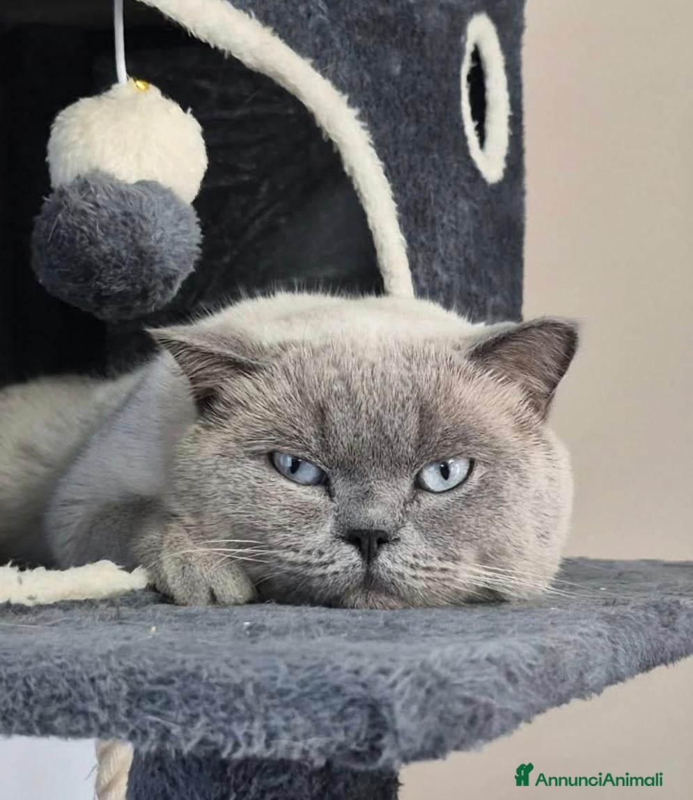 British gatti Gatto british blue point - Annuncio 1