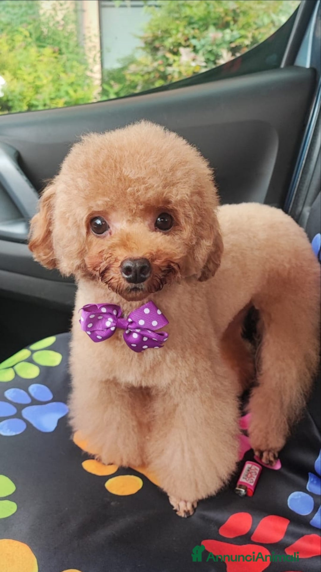 Barbone cani in vendita: Barboncina mini toy - Annuncio 2