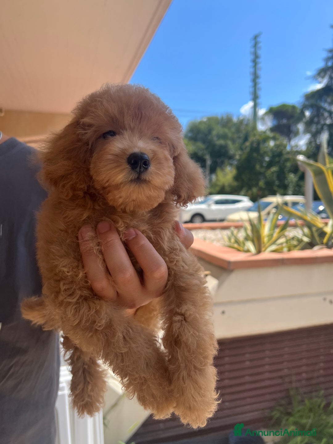 Barboncino cani in vendita: Bellissimi cuccioli di barboncino  a Città Metropolitana di Firenze - Immagine 6