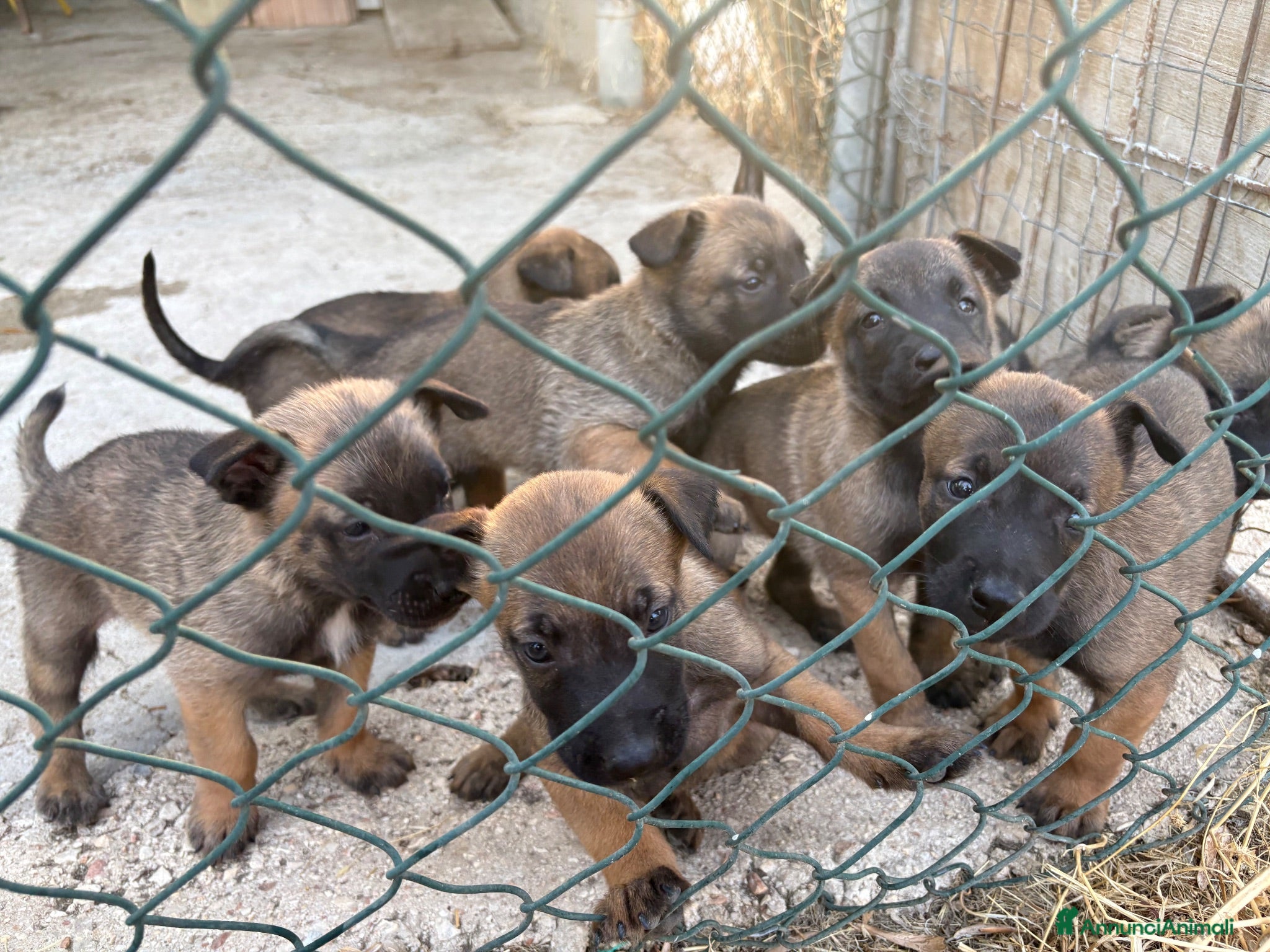 Pastore Belga cani Cucciolo Pastore Belga Malinois - Annuncio 1