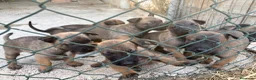 Pastore Belga cani in vendita: Cucciolo Pastore Belga Malinois - Annuncio 1